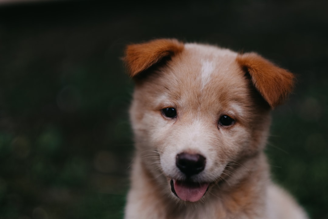 The Mini Bernadoodle: A Perfect Pint-Sized Pooch