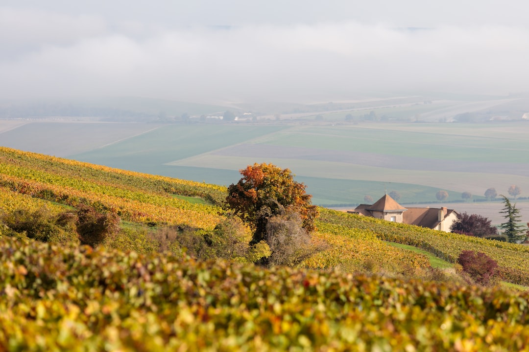 Discover the Salt of the Earth Wine